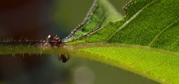 Close-up of raindrops on leaf