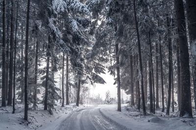 Road amidst snow covered trees in forest