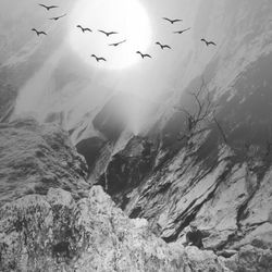 Bird flying over sea