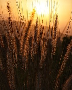 Close-up of wheat growing on field against sky