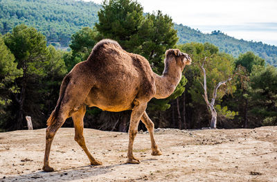Camel  in a field
