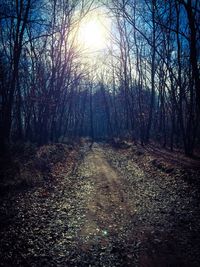 Road passing through bare trees