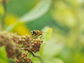 Close-up of insect on flower