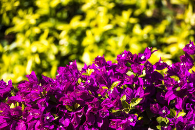 Close-up of purple flowering plants