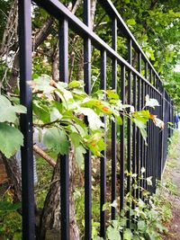 Close-up of metal gate against trees