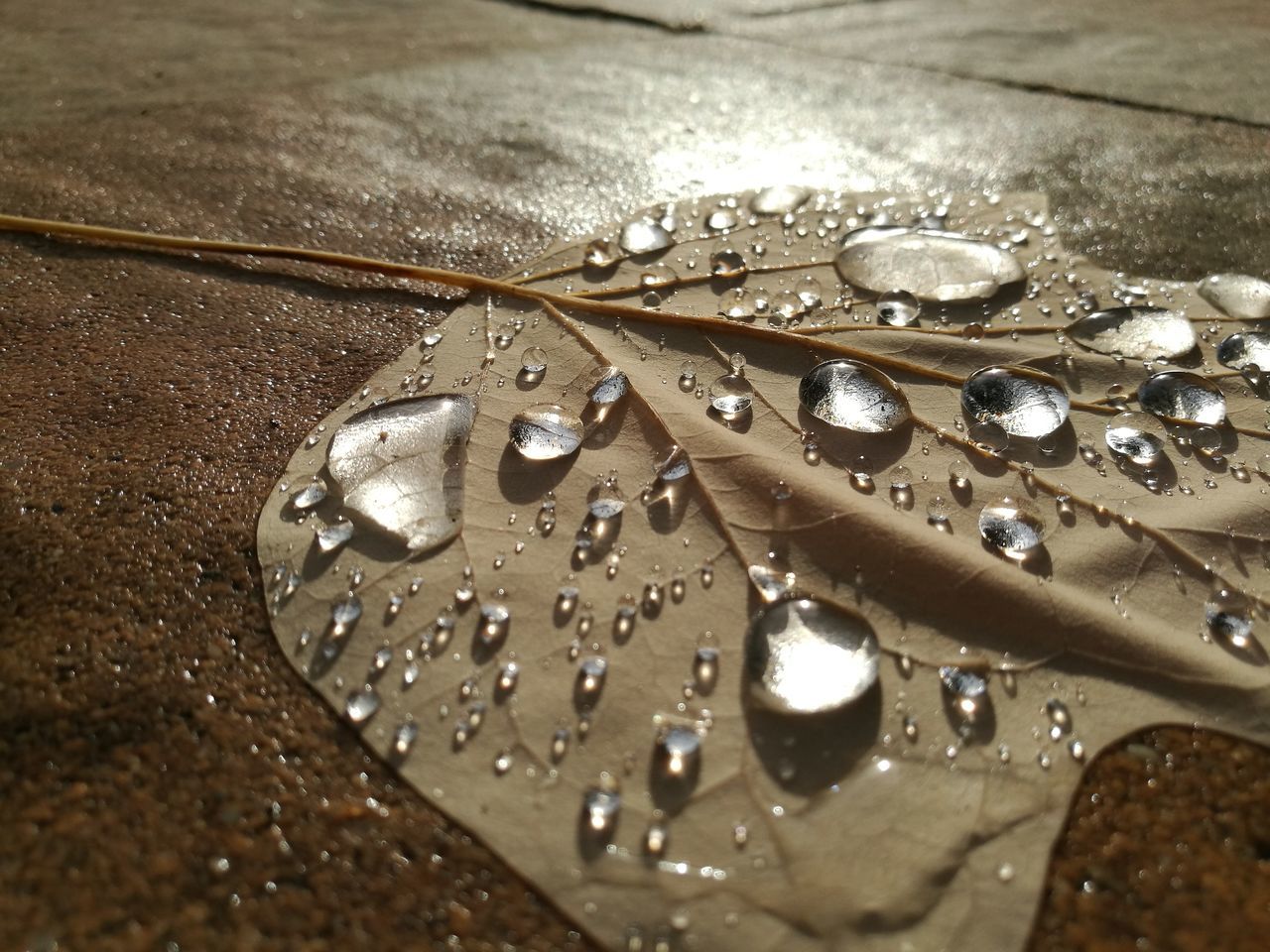 close-up, leaf, drop, leaf vein, water, raindrop, wet, weather, rain, droplet, fragility, extreme close-up, dew, water drop, rainy, day, full frame, nature, fallen leaf, surface tension, outdoors, tranquility