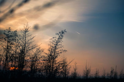 Silhouette trees against sky during sunset