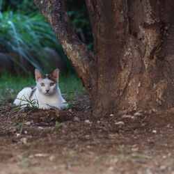 Portrait of a cat on tree trunk