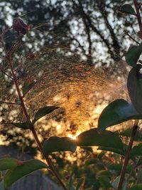 Close-up of flower tree against sky