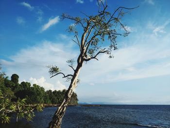 Tree by sea against sky