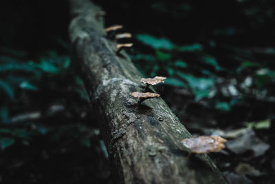 Close-up of lizard on tree trunk