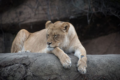 Lioness lying on retaining wall