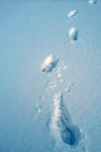 Close-up of turtle in snow