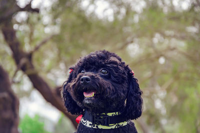 Portrait of a dog