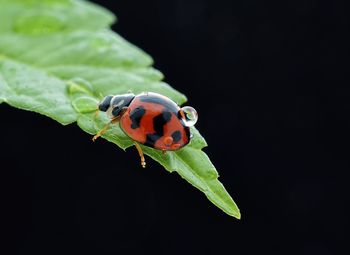 Close-up of insect on leaf against black background