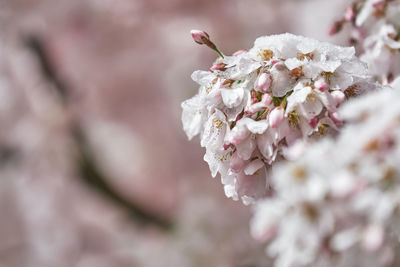 Close-up of pink cherry blossoms