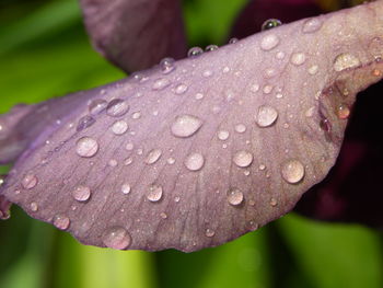 Close-up of water drops on leaf