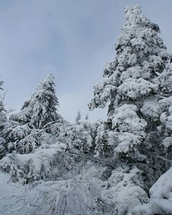 Scenic view of snow covered landscape