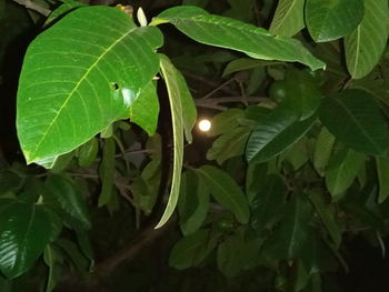 Close-up of fresh green plants at night