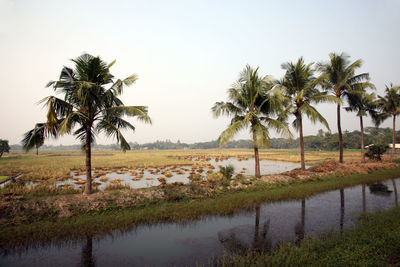 Coconut palm trees by canal on field against sky