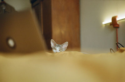 Portrait of cat sitting by house