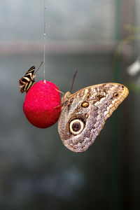 Close-up of butterflies on red ball