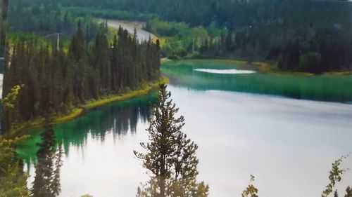 Reflection of trees in water