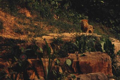 View of a cat on ground