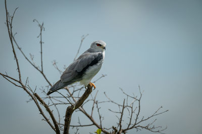 Black-shouldered kite in bare branches facing right
