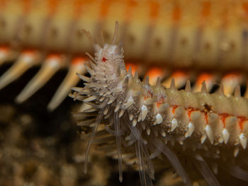 Seastar close-up