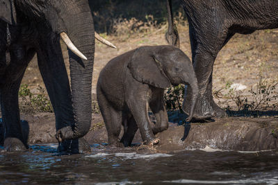 Elephant family at waterhole in forest