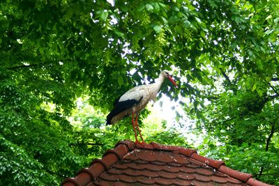 Low angle view of bird perching on roof