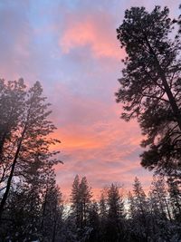 Low angle view of silhouette tree against sky during sunset