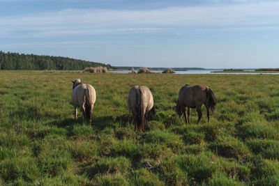 Horses grazing in a field