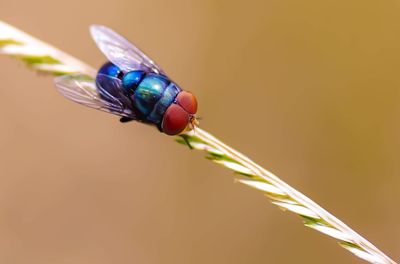 Close-up of insect on plant