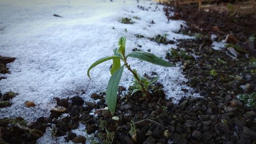 Close-up of snow on plant