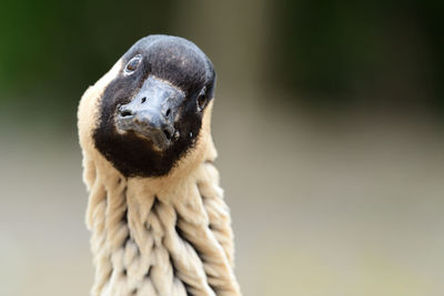 Head shot of a hawaiian goose 