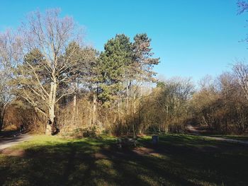 Trees on field against clear sky