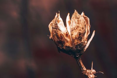 Close-up of dried plant