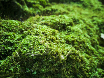 Close-up of moss growing on tree trunk