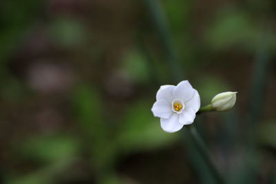 Close-up of white flowering plant