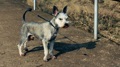 Portrait of dog on beach
