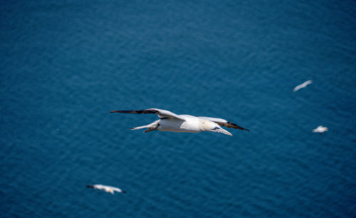 Seagull flying over sea