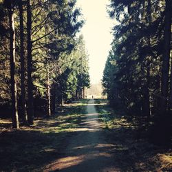 Footpath amidst trees