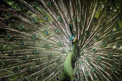 Close-up of peacock feathers