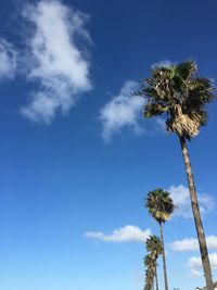 Low angle view of coconut palm tree against blue sky