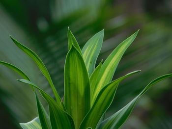 Close-up of plant