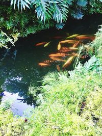 High angle view of plants by lake in forest