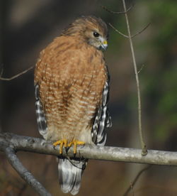 Close-up of bird perching on branch
