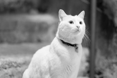 Close-up portrait of cat